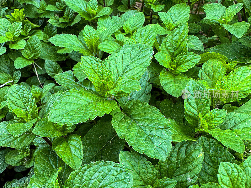 入侵苹果薄荷(Mentha suaveolens)的芽和叶生长在草本蔬菜花园的全帧图像，重点在前景，高架视图